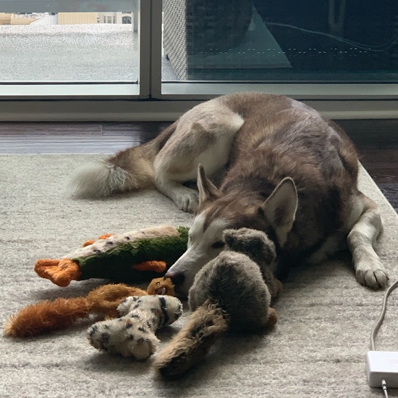 Tony - Picture 4 of 4